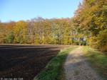 Springendal